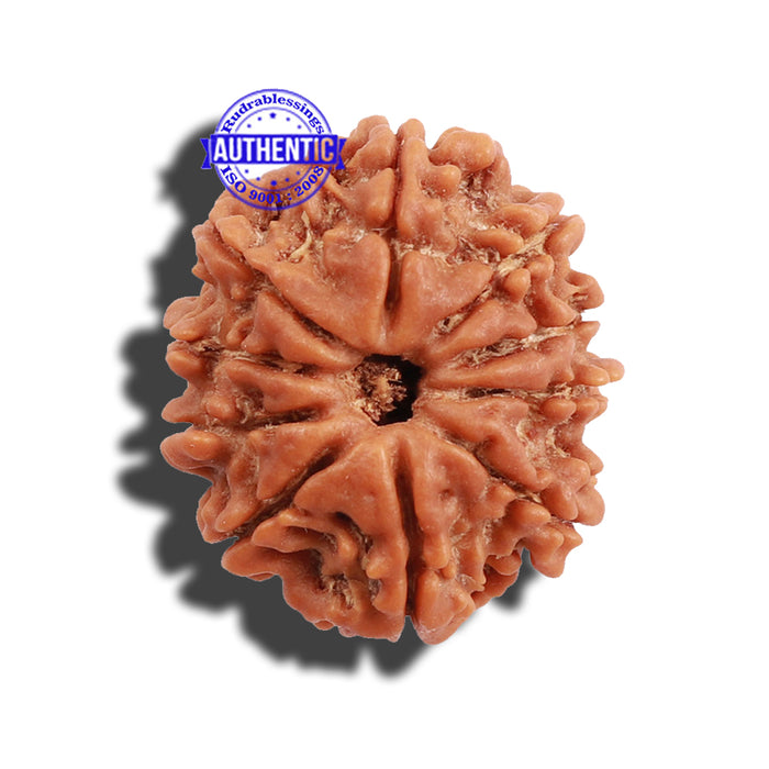 10 Mukhi Nepalese Rudraksha - Bead No. 3