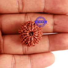 Load image into Gallery viewer, 10 Mukhi Nepalese Rudraksha - Bead No. 300
