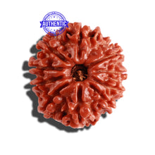 Load image into Gallery viewer, 10 Mukhi Nepalese Rudraksha - Bead No. 300
