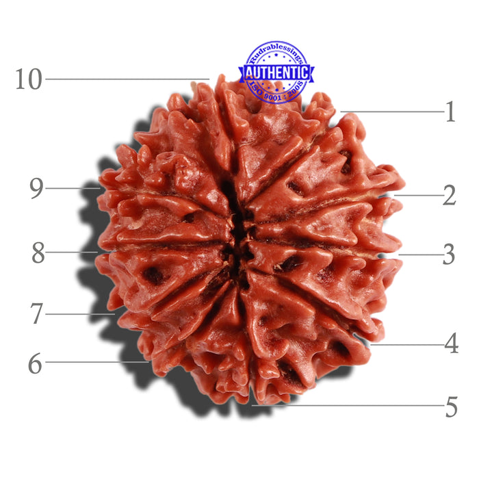 10 Mukhi Nepalese Rudraksha - Bead No. 300