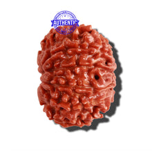 Load image into Gallery viewer, 10 Mukhi Nepalese Rudraksha - Bead No. 300

