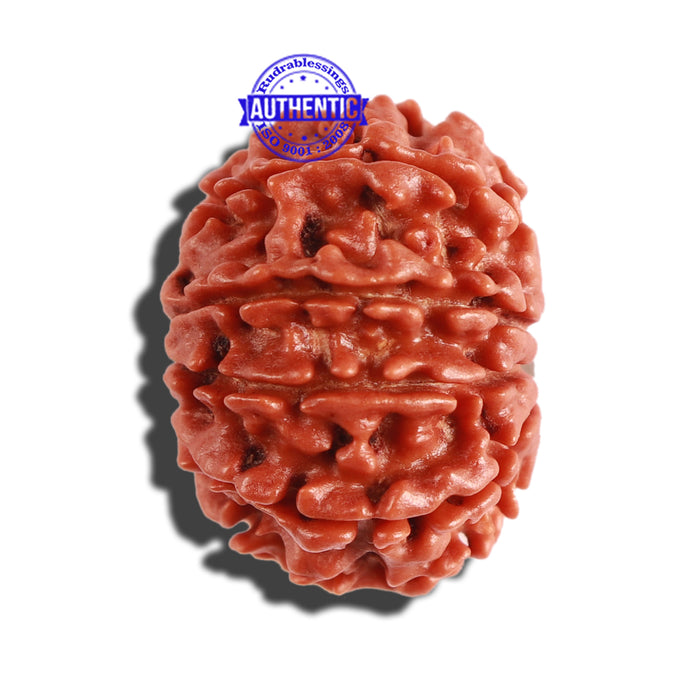 10 Mukhi Nepalese Rudraksha - Bead No. 300