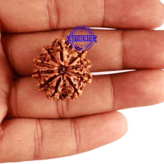 10 Mukhi Nepalese Rudraksha - Bead No 301