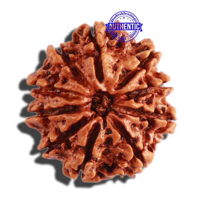 10 Mukhi Nepalese Rudraksha - Bead No 301