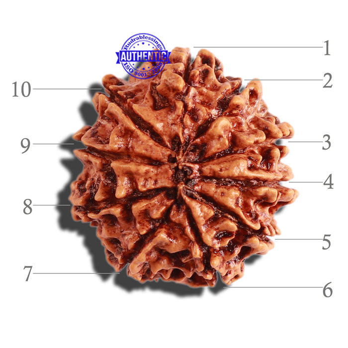 10 Mukhi Nepalese Rudraksha - Bead No 301