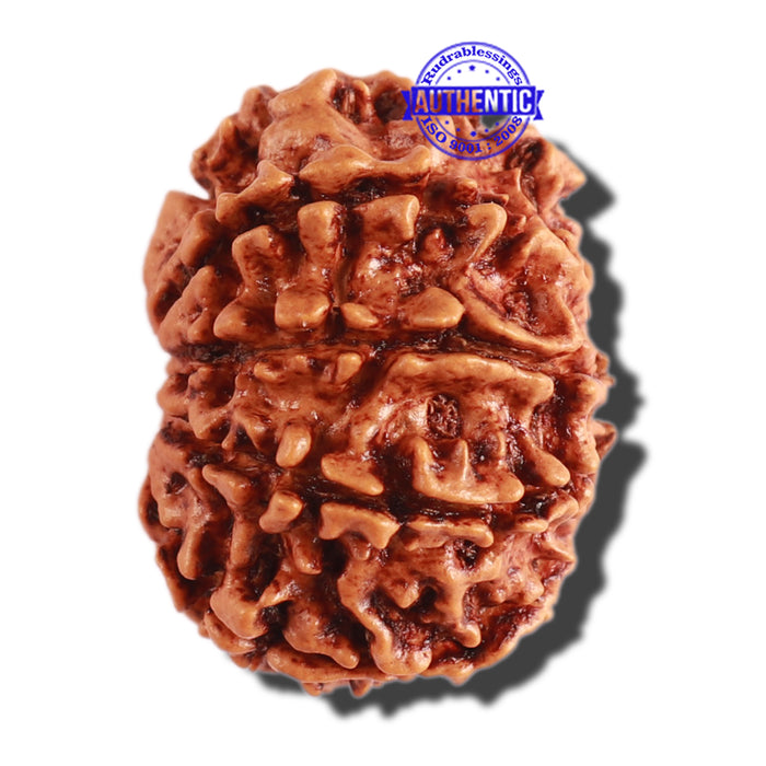 10 Mukhi Nepalese Rudraksha - Bead No 301