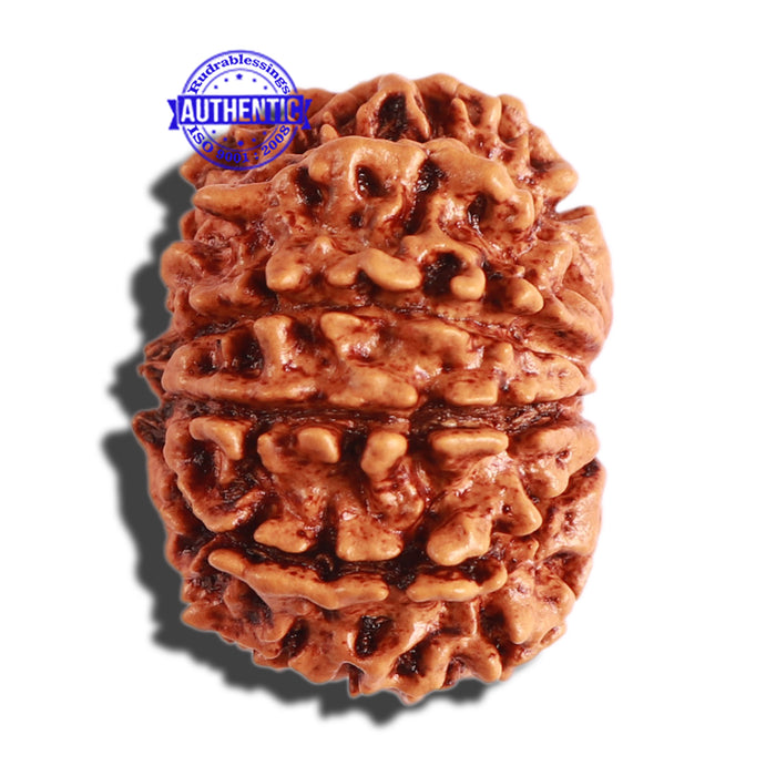 10 Mukhi Nepalese Rudraksha - Bead No 301