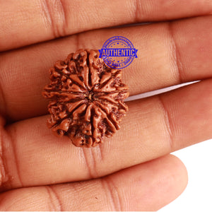10 Mukhi Nepalese Rudraksha - Bead No 302