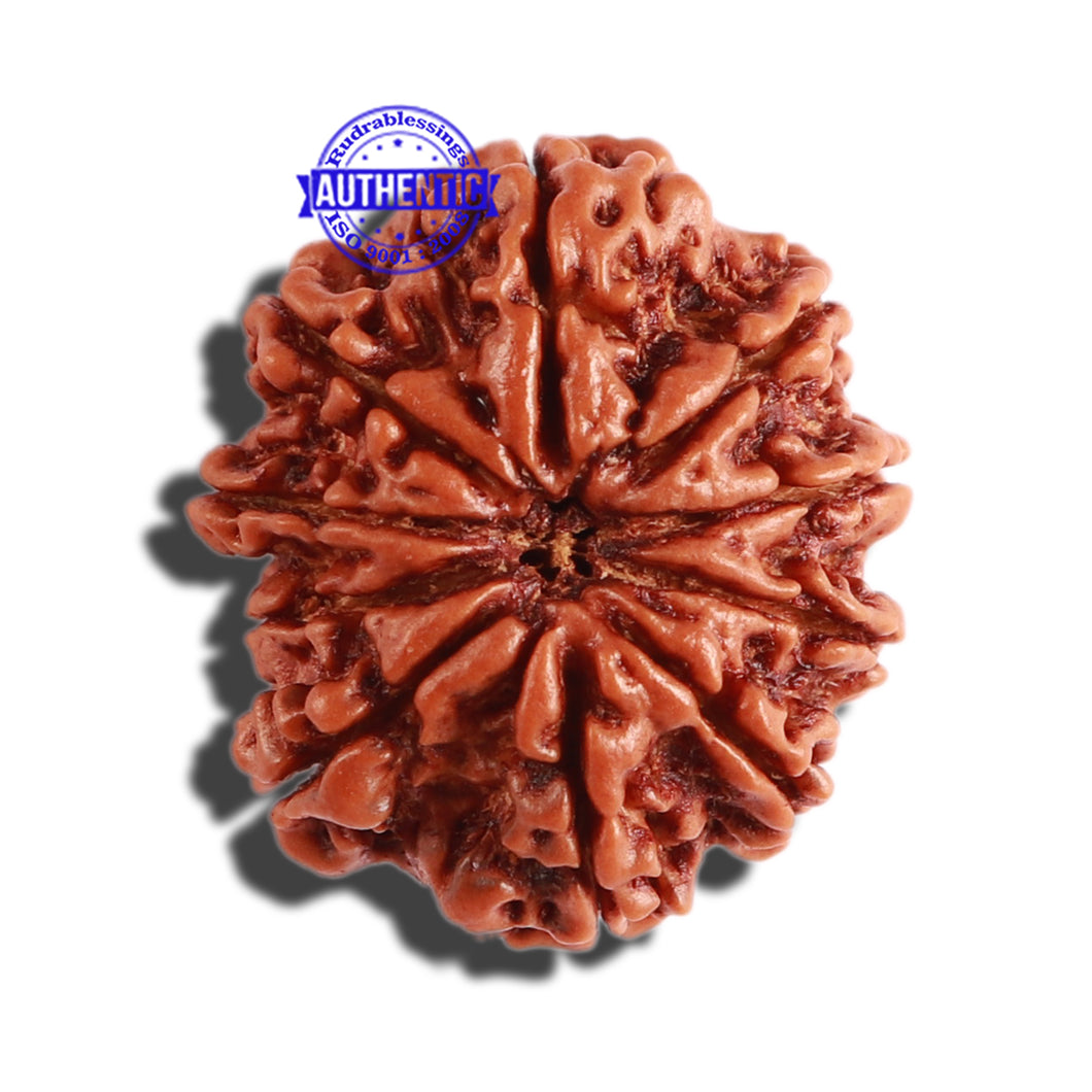 10 Mukhi Nepalese Rudraksha - Bead No 302