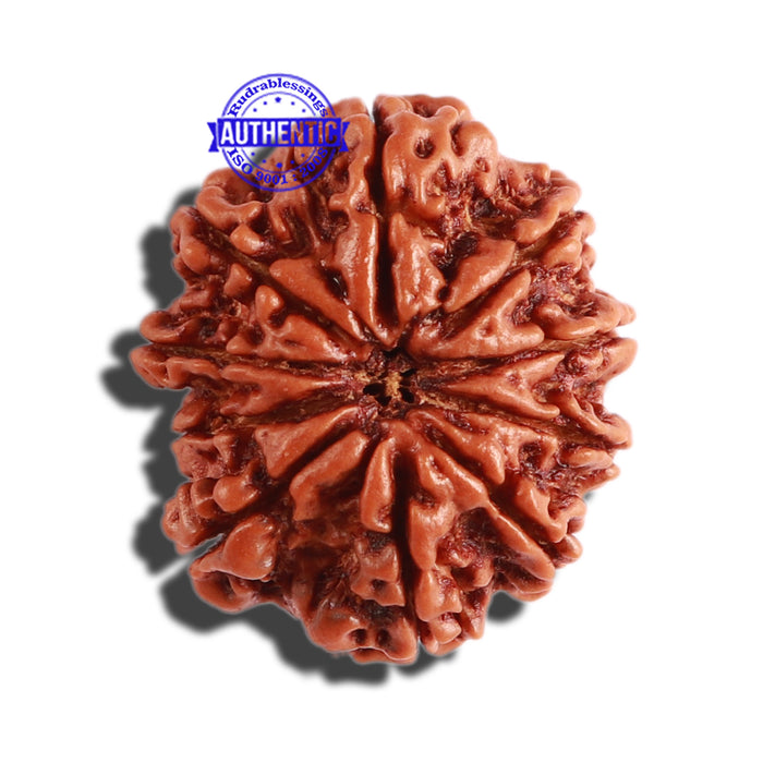 10 Mukhi Nepalese Rudraksha - Bead No 302