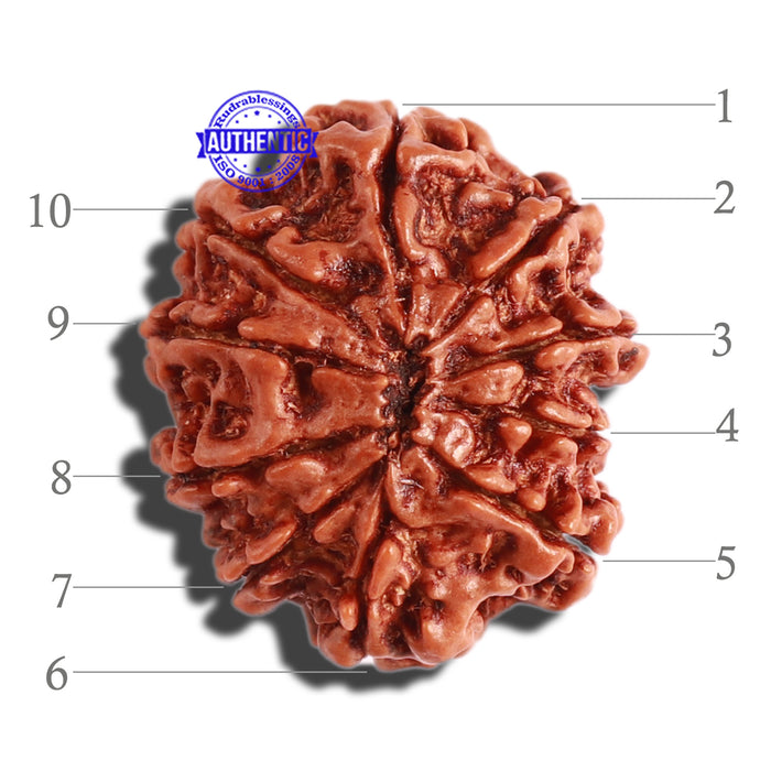 10 Mukhi Nepalese Rudraksha - Bead No 302