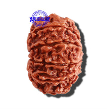 Load image into Gallery viewer, 10 Mukhi Nepalese Rudraksha - Bead No 302

