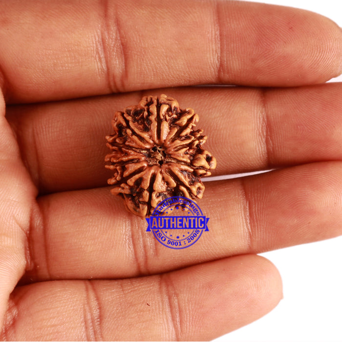 10 Mukhi Nepalese Rudraksha - Bead No 303