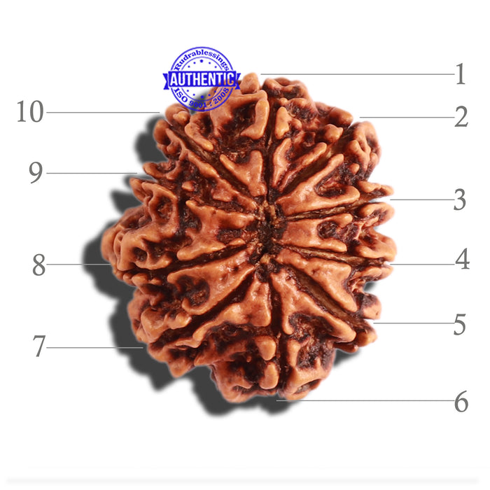 10 Mukhi Nepalese Rudraksha - Bead No 303