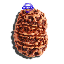 Load image into Gallery viewer, 10 Mukhi Nepalese Rudraksha - Bead No 303

