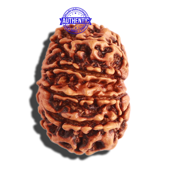 10 Mukhi Nepalese Rudraksha - Bead No 303