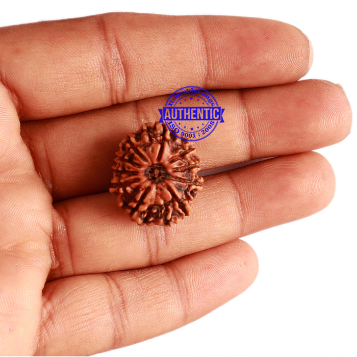 10 Mukhi Nepalese Rudraksha - Bead No 304