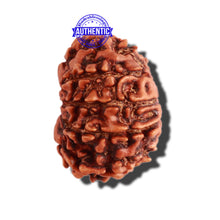 Load image into Gallery viewer, 10 Mukhi Nepalese Rudraksha - Bead No 304
