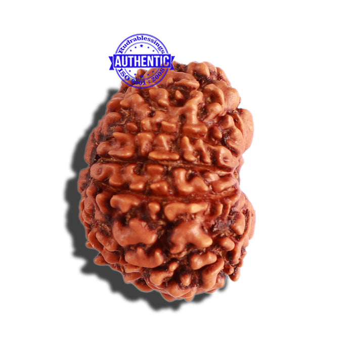 10 Mukhi Nepalese Rudraksha - Bead No 304