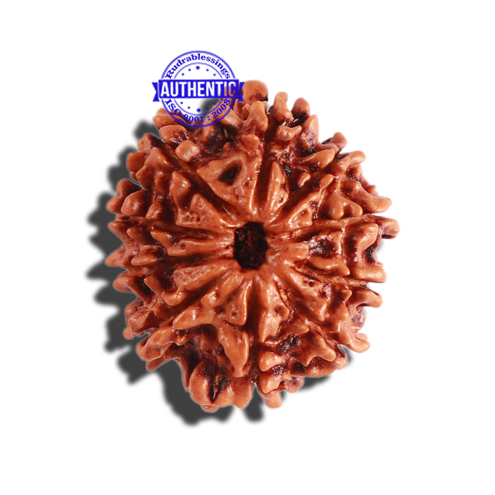 10 Mukhi Nepalese Rudraksha - Bead No 305