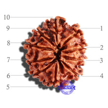 Load image into Gallery viewer, 10 Mukhi Nepalese Rudraksha - Bead No 305
