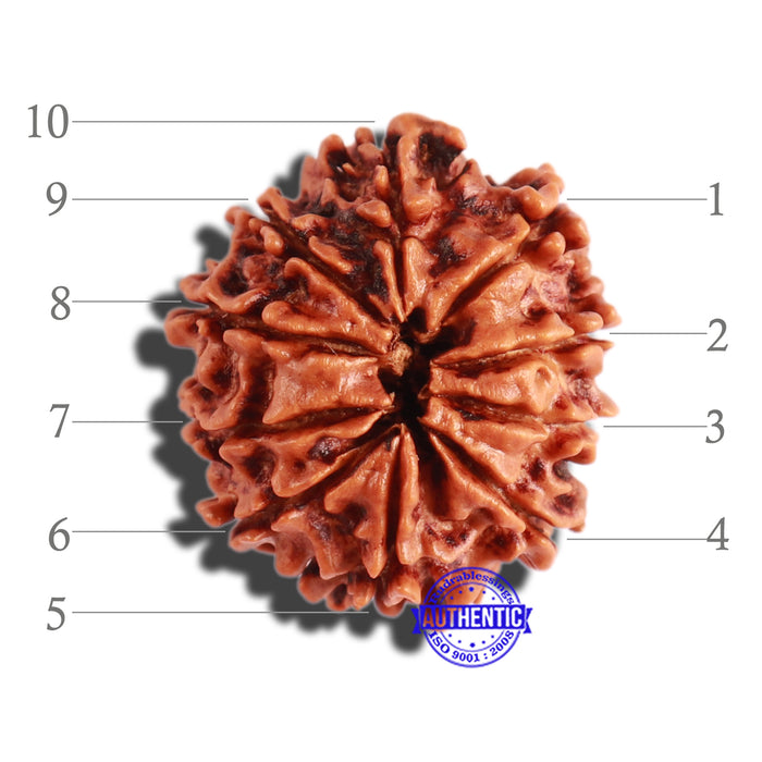 10 Mukhi Nepalese Rudraksha - Bead No 305