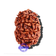 Load image into Gallery viewer, 10 Mukhi Nepalese Rudraksha - Bead No 305
