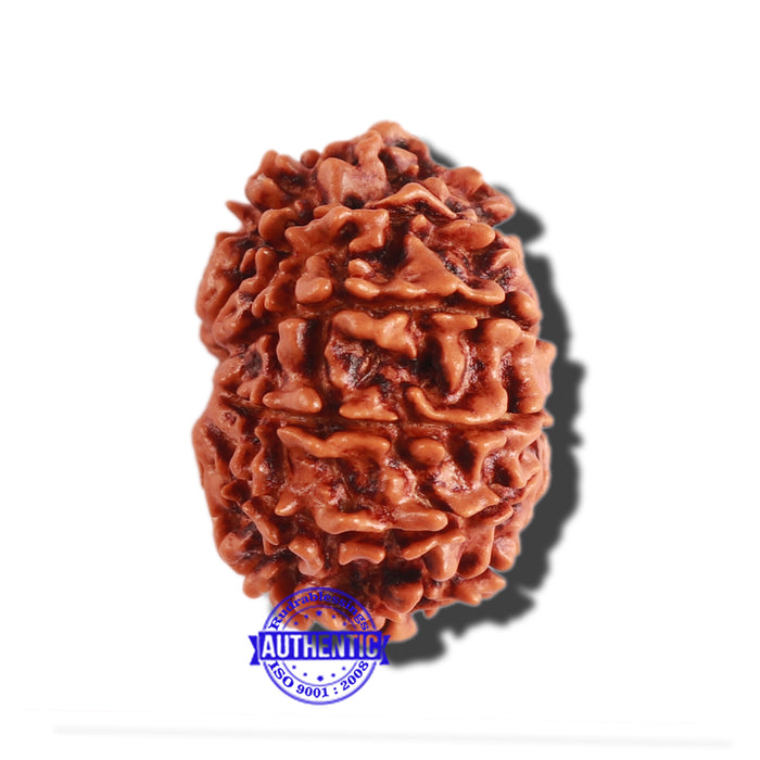 10 Mukhi Nepalese Rudraksha - Bead No 305