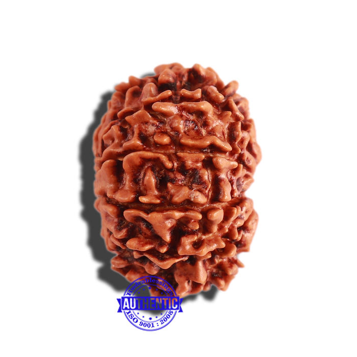 10 Mukhi Nepalese Rudraksha - Bead No 305