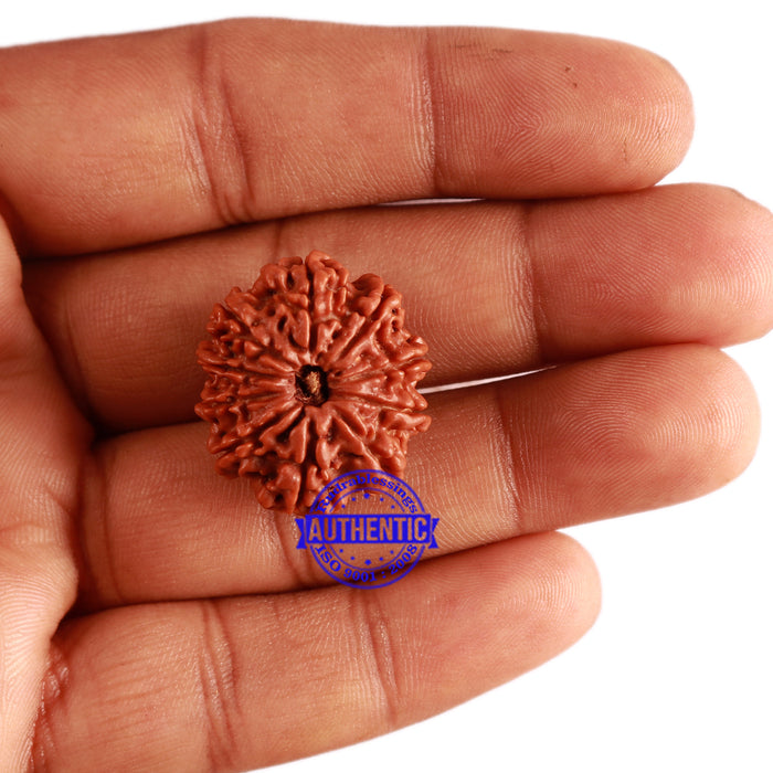 10 Mukhi Nepalese Rudraksha - Bead No 306