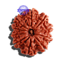 Load image into Gallery viewer, 10 Mukhi Nepalese Rudraksha - Bead No 306
