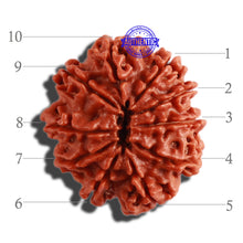Load image into Gallery viewer, 10 Mukhi Nepalese Rudraksha - Bead No 306
