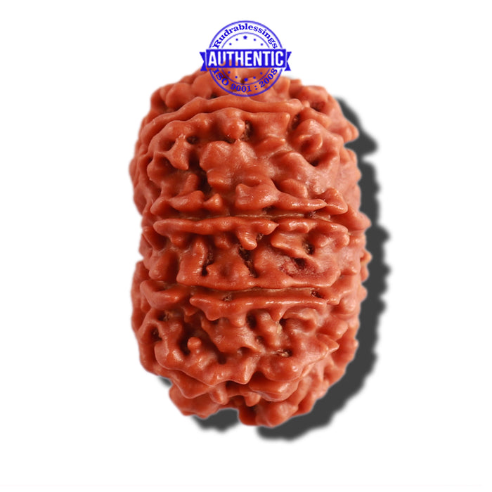 10 Mukhi Nepalese Rudraksha - Bead No 306