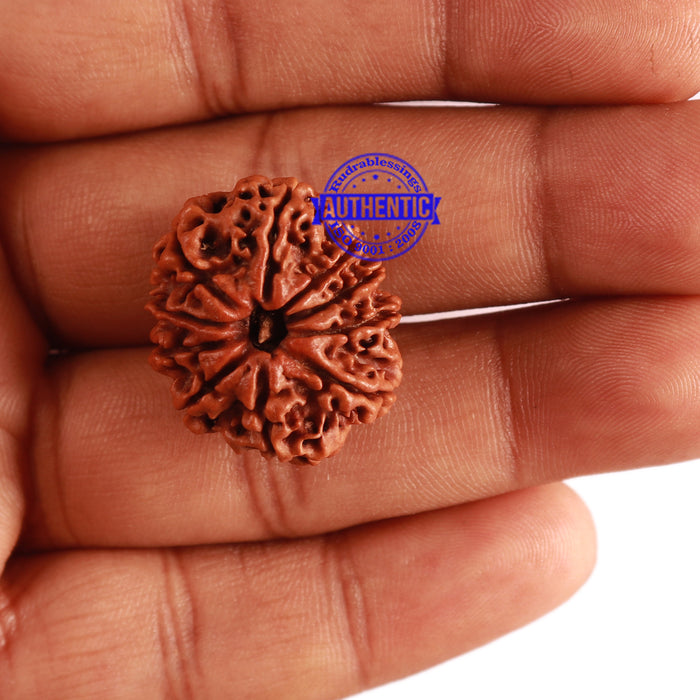 10 Mukhi Nepalese Rudraksha - Bead No 307