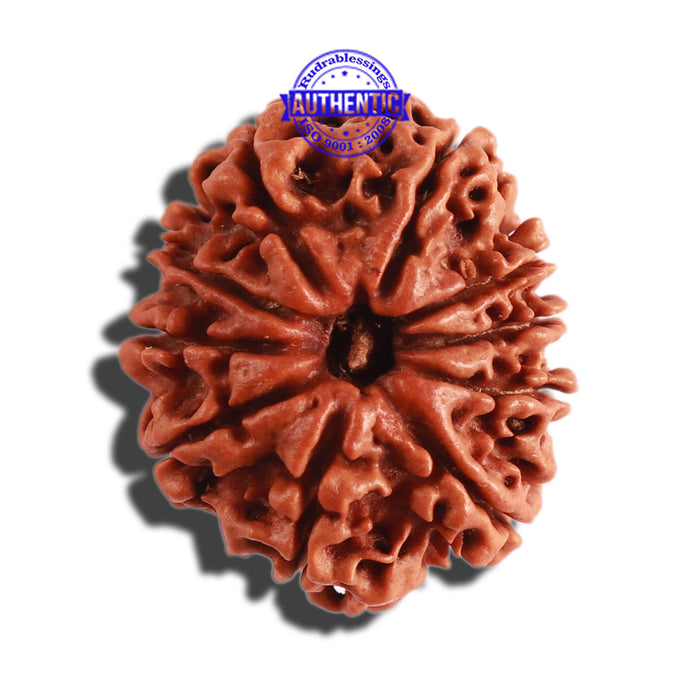 10 Mukhi Nepalese Rudraksha - Bead No 307