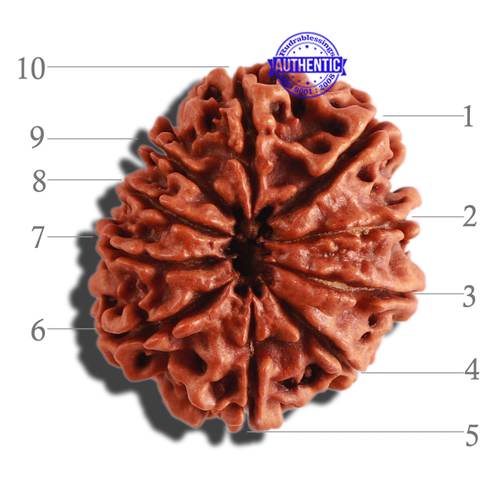 10 Mukhi Nepalese Rudraksha - Bead No 307