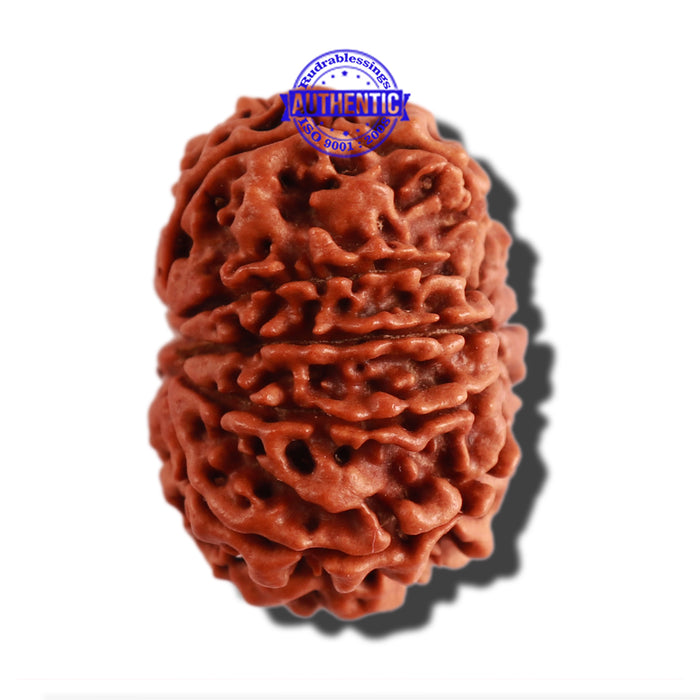 10 Mukhi Nepalese Rudraksha - Bead No 307