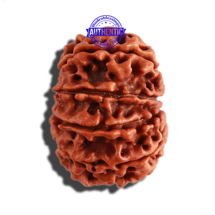 10 Mukhi Nepalese Rudraksha - Bead No 307