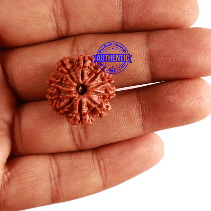 10 Mukhi Nepalese Rudraksha - Bead No 308