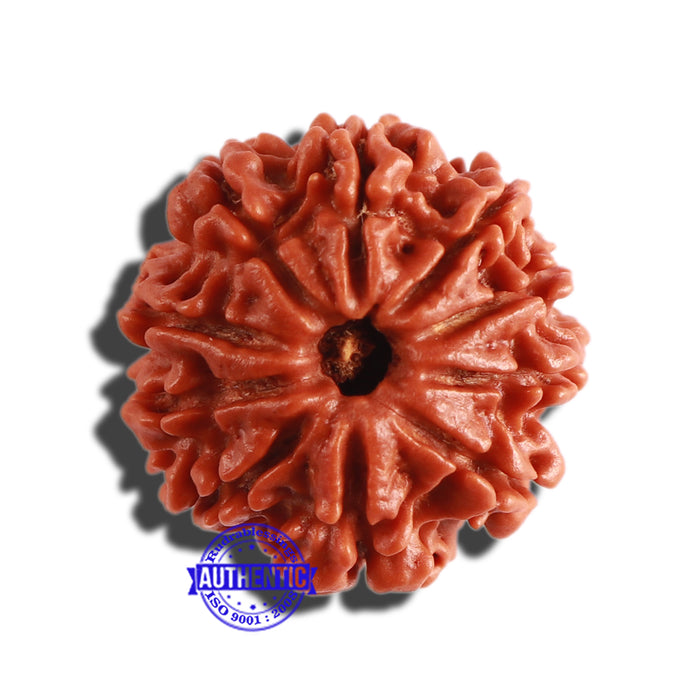 10 Mukhi Nepalese Rudraksha - Bead No 308