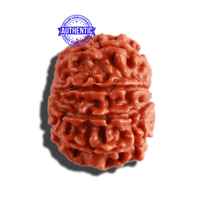 10 Mukhi Nepalese Rudraksha - Bead No 308