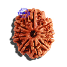 Load image into Gallery viewer, 10 Mukhi Nepalese Rudraksha - Bead No 309
