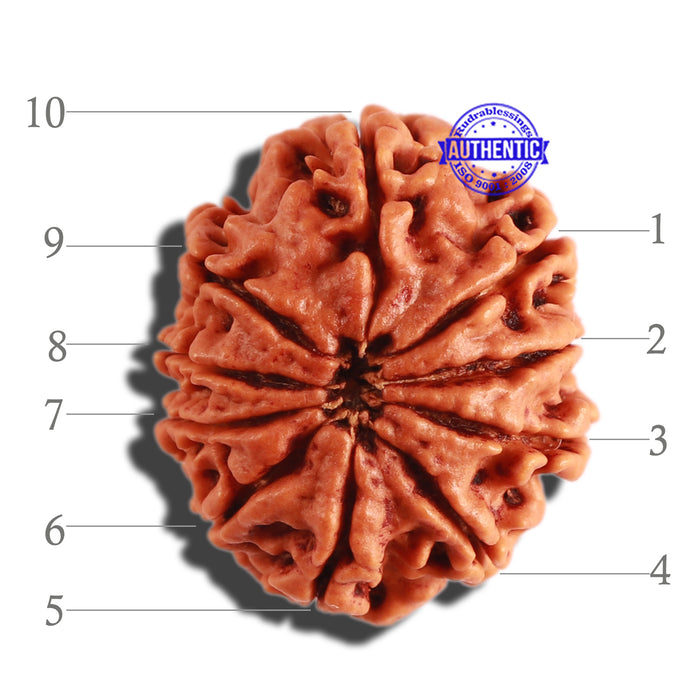 10 Mukhi Nepalese Rudraksha - Bead No 309