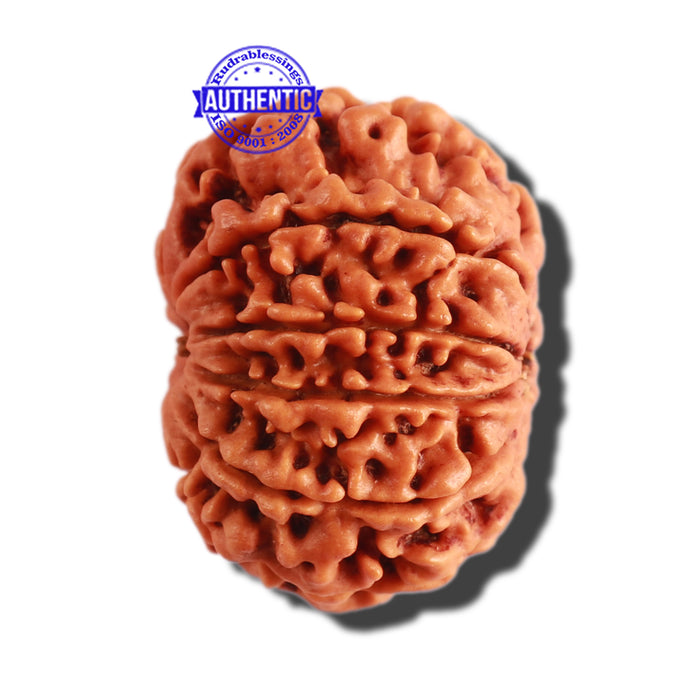 10 Mukhi Nepalese Rudraksha - Bead No 309