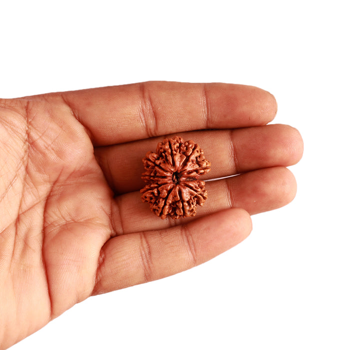 10 Mukhi Nepalese Gaurishankar Rudraksha - Bead No. 310