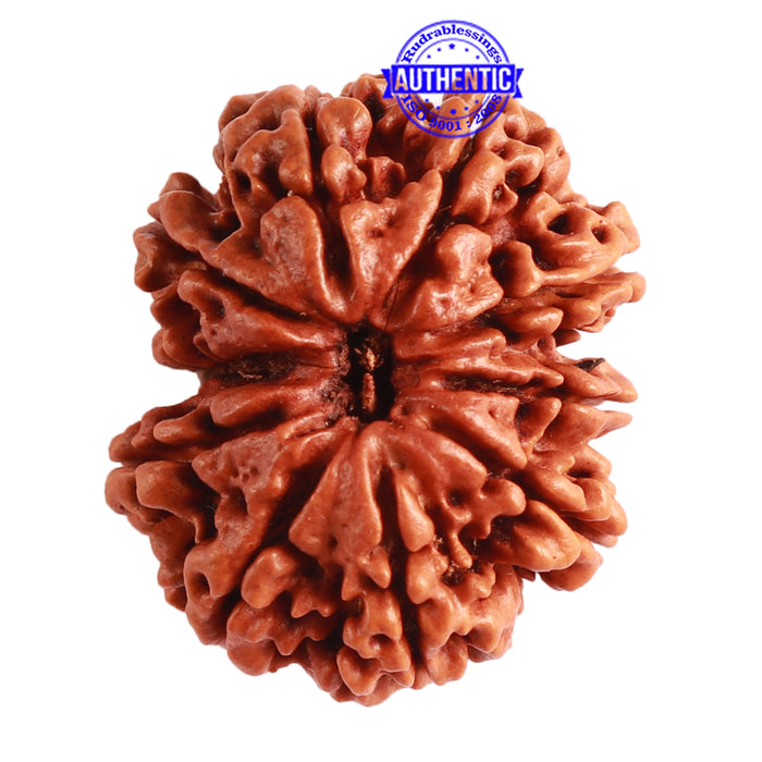 10 Mukhi Nepalese Gaurishankar Rudraksha - Bead No. 310