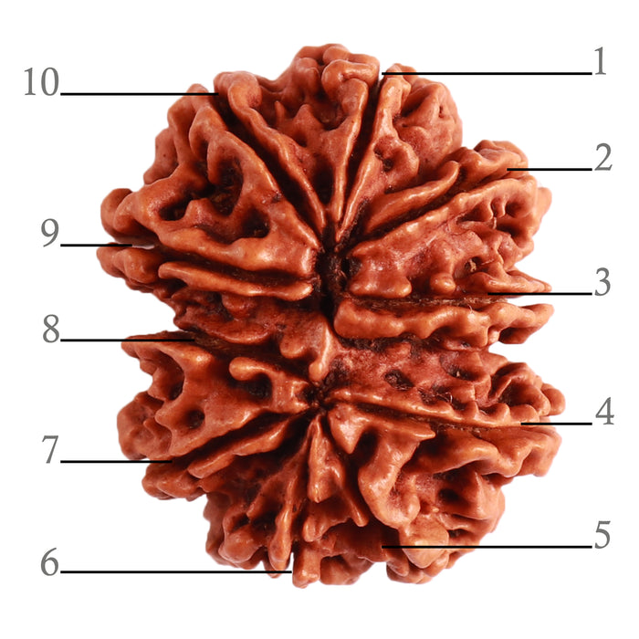 10 Mukhi Nepalese Gaurishankar Rudraksha - Bead No. 310