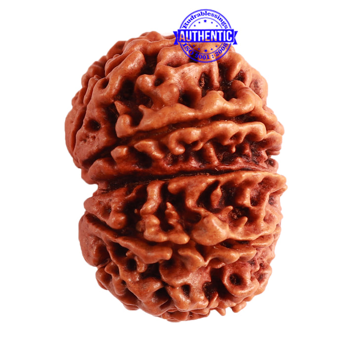 10 Mukhi Nepalese Gaurishankar Rudraksha - Bead No. 310