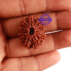 10 Mukhi Nepalese Rudraksha - Bead No. 318