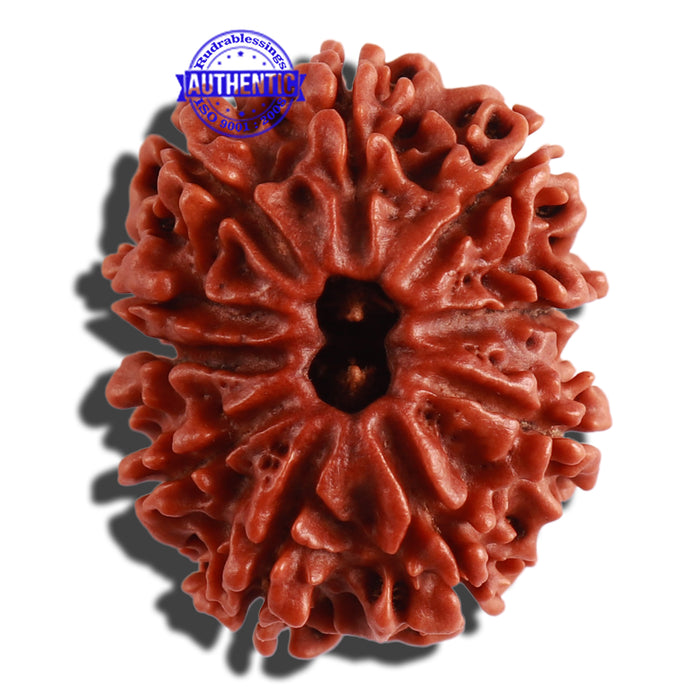10 Mukhi Nepalese Rudraksha - Bead No. 318